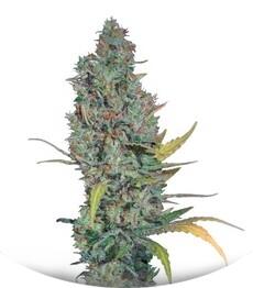 Strawberry Amnesia fem (Dinafem Seeds)