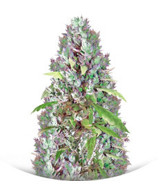 AK-49 fem (Vision Seeds)
