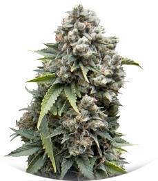 Ak 74 Auto fem (Trikoma Seeds)