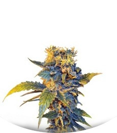 Colombian Sweet fem (VIP seeds)