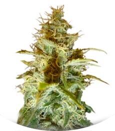 White Russian regular (Serious Seeds)