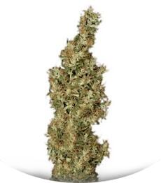 Kali Mist regular (Serious Seeds)