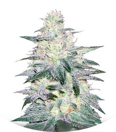 Locomotive fem (Bulk Seed Bank)