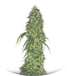 S.A.G.E. fem (TH Seeds)