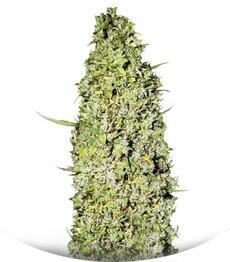 The Unlimited fem (Bulk Seed Bank)