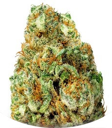 Turbo Bud Auto fem (Heavyweight Seeds)