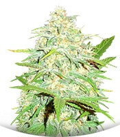 Cali Gangsta Kush fem (Sumo Seeds)