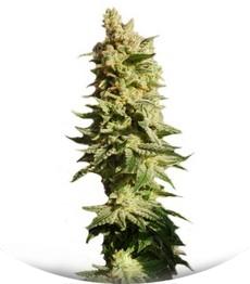 Mataro Blue Max Auto fem (Kannabia Seeds)