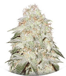 Pickled Diesel Auto fem (Dr. Krippling Seeds)