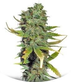 Super Skunk fem (Sensi Seeds)