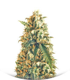 Afghanica fem (Anesia Seeds)