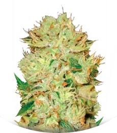 Auto Bigger Bud fem (Bulk Seed Bank)