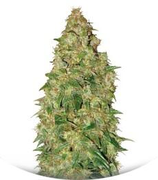 Dubai Poison fem (Bulk Seed Bank)