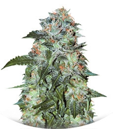 Flash Babylon Auto fem (Samsara Seeds)