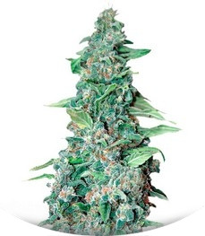 Honey B fem (Barney's Farm)