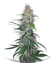 Shiva Skunk fem (Sensi Seeds)