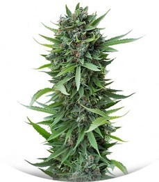 Sour Diesel Auto fem (Humboldt Seeds)