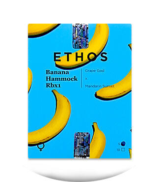 Banana Hammock RBX fem (Ethos Genetics)