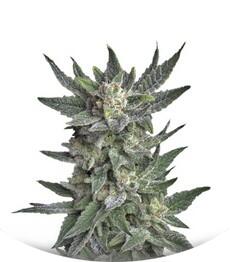 Auto Bubblegum fem (TH Seeds)