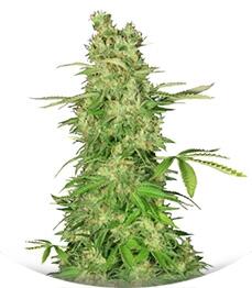 CBD-Chronic fem (Serious Seeds)