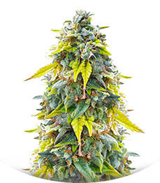 Ghost Train Haze fem (Seedkeepers)