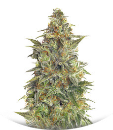 Vision Jack Auto Fem (Vision Seeds)