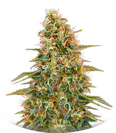 Auto Zkittlez fem (Advanced Seeds)