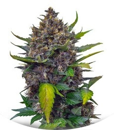 Black Cream Auto fem (Sweet Seeds)