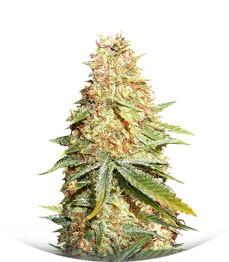 Lemon Zkittle fem (Dutch Passion)