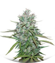 Northern Lights #5 X Haze fem (Sensi Seeds)