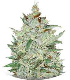 Supersonic Cristal Storm Auto fem (Samsara Seeds)