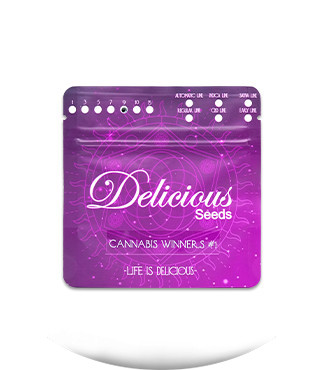 Gourmet Collection - Cannabis Winner Strains #1 fem (Delicious Seeds)