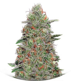 Crazy Miss Hyde Auto fem (Samsara Seeds)