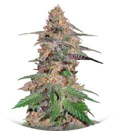 Da Purps regular (TH Seeds)