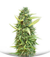 Malawi Gold fem (Anesia Seeds)