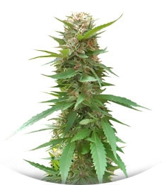 Outdoor Grapefruit fem (Female Seeds)