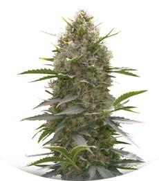 Amnesia Kush fem (Dinafem Seeds)