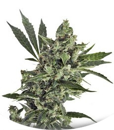 Med GOM 1.0 auto fem (Grass-O-Matic)