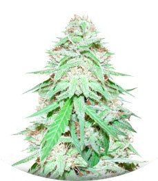 Spinning Buzz Kick Auto fem (Dr. Krippling Seeds)