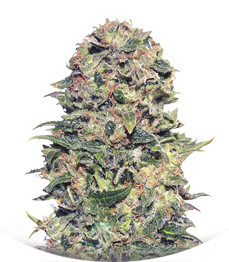 Vision Kush Auto Fem (Vision Seeds)