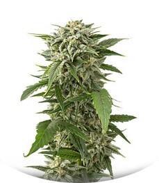 Bubba Kush Autoflowering fem (Dinafem Seeds)