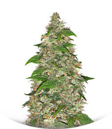 CBD Auto Charlotte’s Angel fem (Dutch Passion)