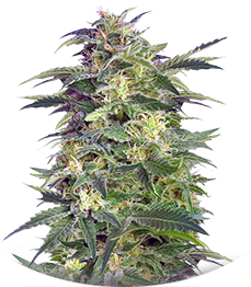 Killer Kush Auto fem (Sweet Seeds)