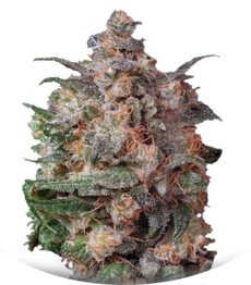 Brainstorm fem (Dutch Passion)