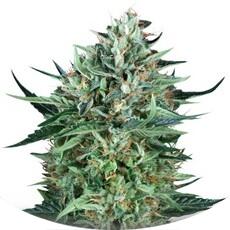 Cold Greek Kush regular (TH Seeds)