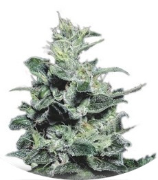 Nebula fem (Paradise Seeds)