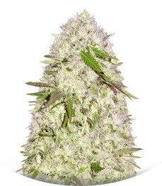 Sweet Harlem Diesel regular (Sumo Seeds)