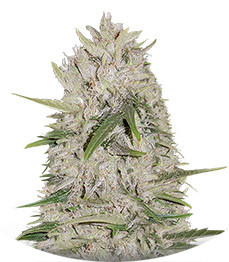 White Cheese Auto fem (Sumo Seeds)