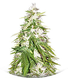 Zombie Haze fem (Sumo Seeds)