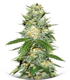 Auto Perfect Power Plant fem (Bulk Seed Bank)